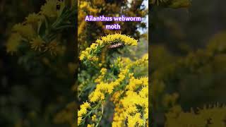 ailanthus webworm moth insect nature garden [upl. by Netram521]