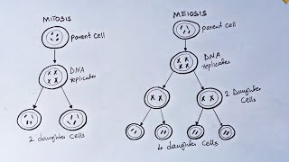 How To Draw Mitosis and meiosis [upl. by Eerdna]