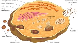 Endocytosis and exocytosis [upl. by Palecek442]