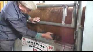 Big 8 Cattle Crush Clipping [upl. by Lester]