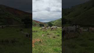 Boa tarde 🌥️🌥️fazenda minasgerais agro roça rs sitio [upl. by Ades]