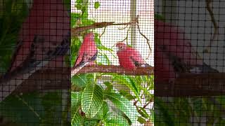 Bourke’s parakeet feeding g each other birds nature [upl. by Alurta]