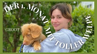 1 Monat mit Groot  NovaScotiaDuckTollingRetriever  Welpenerziehung Hund Abholung Toller [upl. by Eyr]