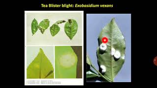 Lecture 23 3  General characters of Basidiomycota fungi Smut PAT 201 [upl. by Leduar]