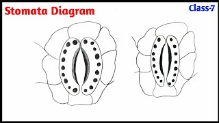 How to Draw a Stomata Diagram  Easy way to draw a stomatal pore [upl. by Stokes]