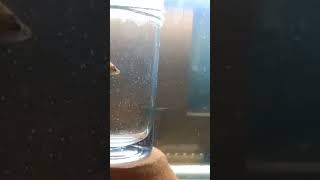 BETTA FISH BREEDING FIRST DAY SETUP TAMIL [upl. by Lubbi80]