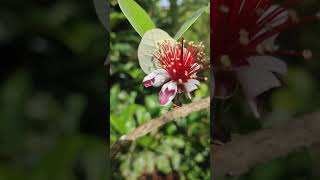 🌸🌸 Feijoa en floración 🌸🌸 Acca sellowiana Pineapple guava [upl. by Ellehcen]