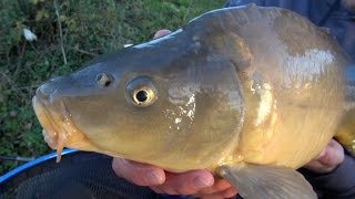 Carp Fishing With Meat  quotThe Meat Feederquot [upl. by Acirrehs]