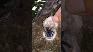 Trapdoor Spiders Nature’s Sneakiest Hunters 🕷️ [upl. by Liscomb]