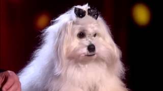 Marc Métral and his talking dog Wendy  Audition Week 1 Britains Got Talent 2015 [upl. by Offen]