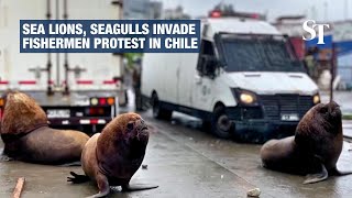 Sea lions seagulls invade fishermen protest in Chile [upl. by Dnomso224]