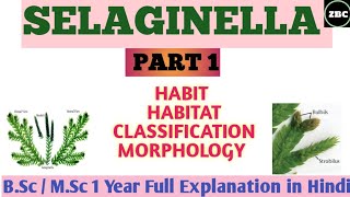 SELAGINELLA  Part 1Classification Habit Habitat Morphology Of SELAGINELLA BSc Msc Notes [upl. by Alleinnad844]