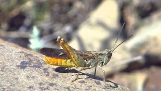 Chorthippus brunneus stridulation provoquée [upl. by Pontias]