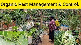 Best Tips For Organic Pest Management and Control In Vegetables [upl. by Mcquillin]