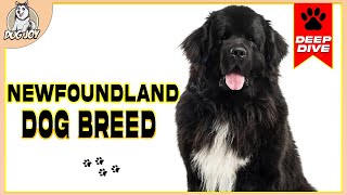 The Ultimate Newfoundland Dog Breed Guide Everything You Need to Know [upl. by Anila]