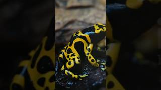 நச்சு அம்புத் தவளைகள்  Poison dart frog tamil uyirkal animallife shorts [upl. by Kristos]