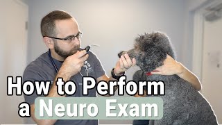 How to Perform a Neurological Exam on a Dog [upl. by Sclater]