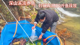 深山溪流养鱼第75天，水霉病鲤鱼没有异常。打算再投放一百斤鱼 [upl. by Rimahs552]