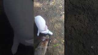 😱🐇Rabbit குட்டி⁉️ பொடுமா இல்லை யா💥🤯⁉️trending petscorner rabbit rabbitfarming rabbite rabbits [upl. by Georgie]