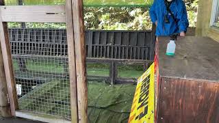 Duck race at the Bear park of Noboribetsu [upl. by Hescock]