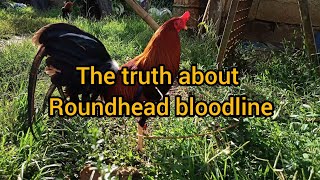 History of Roundhead  The Truth about Roundhead Bloodline [upl. by Witkin978]