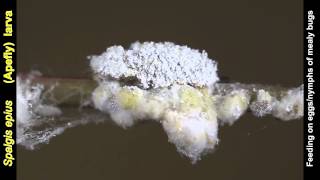 An Apefly Spalgis epius caterpillar feeding [upl. by Notsuh]