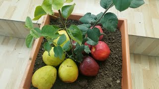 COMO TENER PERAS Y MANZANAS EN UNA MISMA PLANTA [upl. by Ynnhoj120]