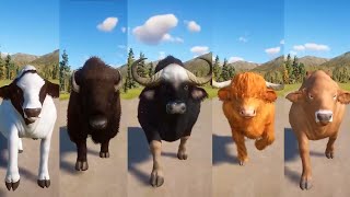 Female Bovidae Animals Speed Races in Planet Zoo  Cattle Holstein Cow Buffalo Gaur Cow Bison [upl. by Arihppas473]