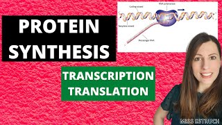 PROTEIN SYNTHESIS Alevel Biology Transcription translation and premRNA modifications [upl. by Ramey178]