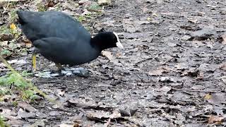 Coots Feeding [upl. by Letsirc]