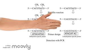 methylation specific PCR [upl. by Nixon]