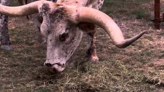 Texas Longhorn cattle [upl. by Acisey]