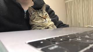 A cat succumbs to sleepiness despite being curious about bird videos [upl. by Naruq]