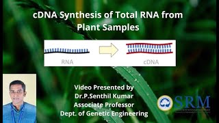 cDNA Synthesis  Dr P Senthil Kumar  Genetic Engineering  SRM [upl. by Lehcem]