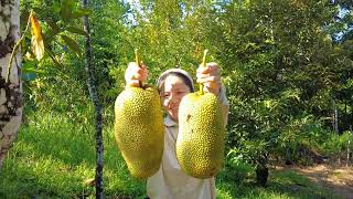 Gadis Sabah  Harvest All Fruits In My Village With Happy Mother amp Brothersfruits [upl. by Shakti]