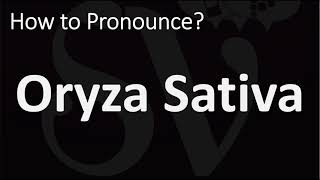 How to Pronounce Oryza Sativa CORRECTLY [upl. by Elatnahs]