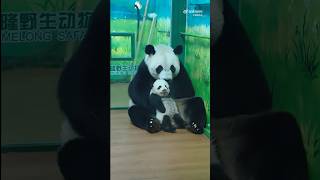 MENG MENG Shows her Baby to Adoring Fans❤️🐼🧸👑❤️😍pandastory panda animals [upl. by Jaclyn332]