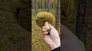 Picking Wild Edible Mushrooms of the Forest Boletus Russula amp Suillus variegatus [upl. by Yeleak894]