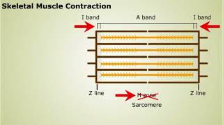 Contraction of Skeletal Muscle [upl. by Voltmer232]