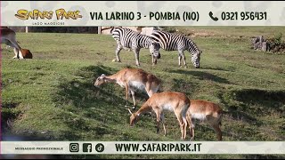 SAFARI PARK POMBIA 151023 [upl. by Lletnohs]