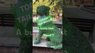 Topiary tail wagger a bushy best friend highlights arts shortvideo [upl. by Bajaj932]