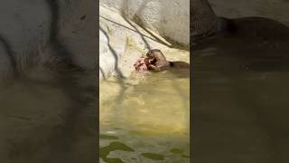 Sea Otter Eating Chicken seaotter seaotters ottersofinstagram otterspool otterlove ottervideos [upl. by Airliah]