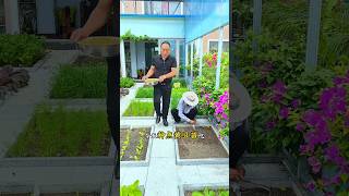 Vegetable plantation in home garden shots youtubeshorts [upl. by Peria]