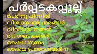 പർപ്പടകപ്പുല്ല്  കുമ്മാട്ടിപ്പുല്ല്  wild chayroot  Oldenlandia diffusa  പർപ്പടപുല്ല് [upl. by Ttenaj]