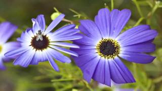 Flower Gardens  How to Grow the Swan River Daisy Brachycome Iberidifolia [upl. by Yankee]