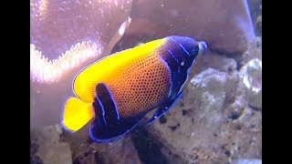 イナズマヤッコ bluegirdled angelfish majestic angelfish Pomacanthus navarchus [upl. by Airetas]