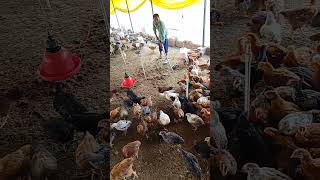 Chicks after 38 days poultry poultaryfarming chicks chicken murga birds farming [upl. by Hanschen638]