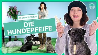 Dein Hund Rückrufen mit der Hundepfeife Mit diesem Training funktioniert´s [upl. by Leonardo]