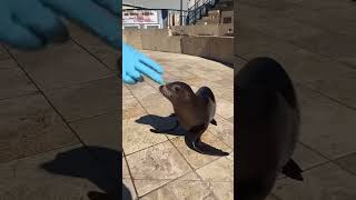 This is a sea lion🤭 [upl. by Cressida821]