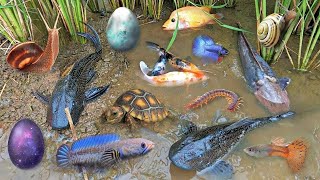 Colorful surprise eggs lobster snake cichlid betta fish turtle butterfly fish goby fish [upl. by Nyla]